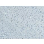 Immunohistochemistry - Anti-Kalirin Antibody (A82649) - Antibodies.com
