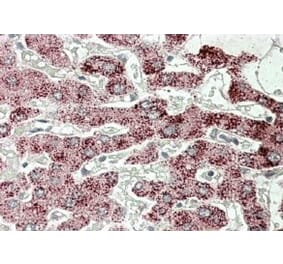 Immunohistochemistry - Anti-Sterol Carrier Protein 2 Antibody (A82651) - Antibodies.com