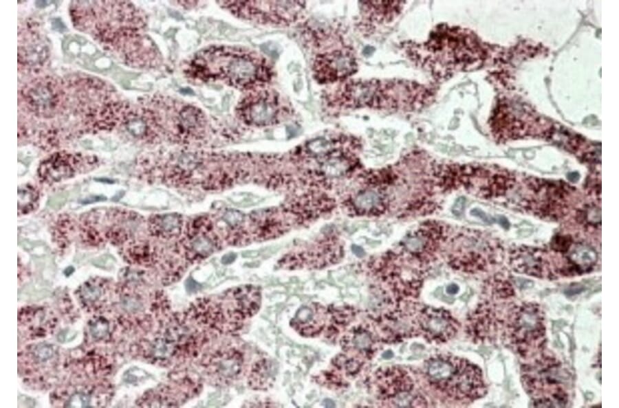 Immunohistochemistry - Anti-Sterol Carrier Protein 2 Antibody (A82651) - Antibodies.com