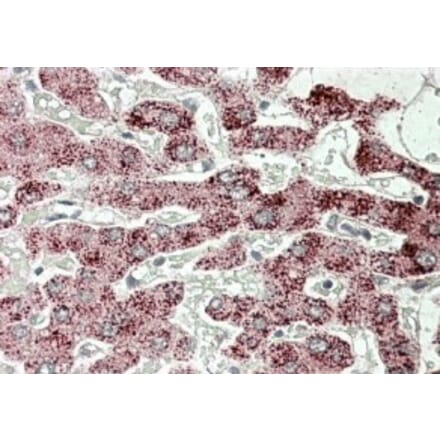 Immunohistochemistry - Anti-Sterol Carrier Protein 2 Antibody (A82651) - Antibodies.com