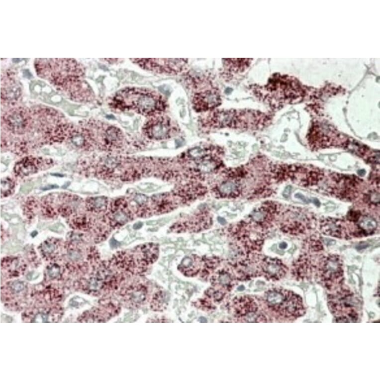Immunohistochemistry - Anti-Sterol Carrier Protein 2 Antibody (A82651) - Antibodies.com