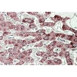 Immunohistochemistry - Anti-Sterol Carrier Protein 2 Antibody (A82651) - Antibodies.com