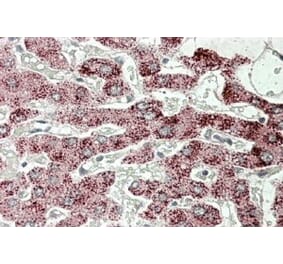 Immunohistochemistry - Anti-SCP2 Antibody (A82651) - Antibodies.com