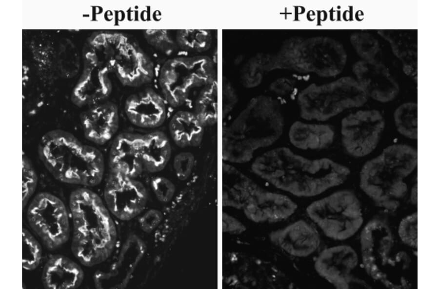 Immunohistochemistry - Anti-SLC26A6/Pat1 Antibody (A82652) - Antibodies.com