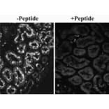 Immunohistochemistry - Anti-SLC26A6/Pat1 Antibody (A82652) - Antibodies.com