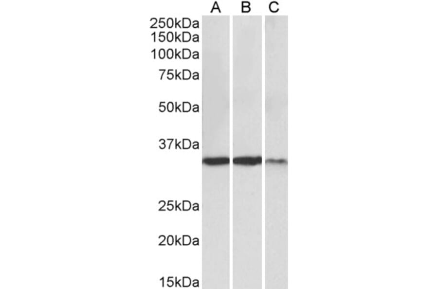 Western Blot - Anti-Lactate Dehydrogenase Antibody (A82657) - Antibodies.com