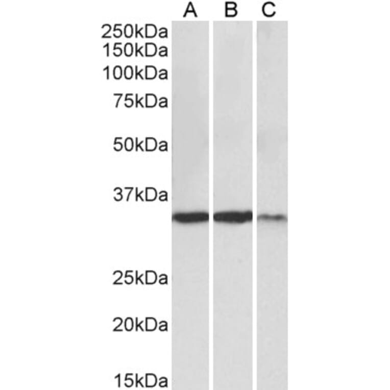 Western Blot - Anti-Lactate Dehydrogenase Antibody (A82657) - Antibodies.com