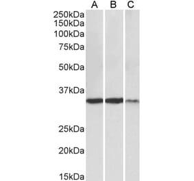 Western Blot - Anti-LDHA Antibody (A82657) - Antibodies.com