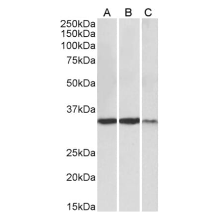 Western Blot - Anti-LDHA Antibody (A82657) - Antibodies.com