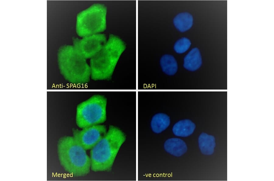 Immunofluorescence - Anti-SPAG16 Antibody (A82659) - Antibodies.com