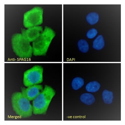 Immunofluorescence - Anti-SPAG16 Antibody (A82659) - Antibodies.com