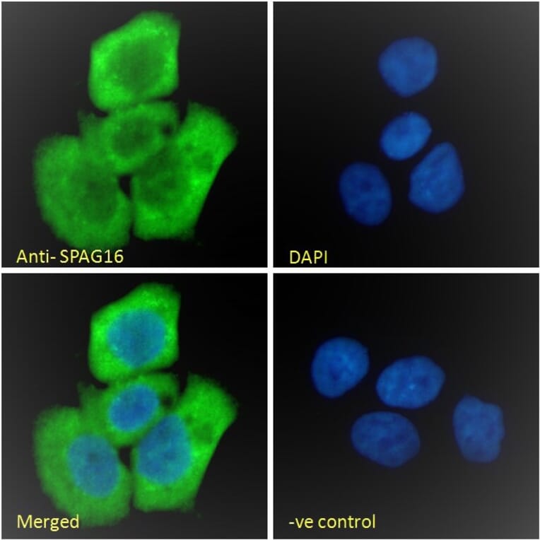 Immunofluorescence - Anti-SPAG16 Antibody (A82659) - Antibodies.com