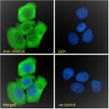 Immunofluorescence - Anti-SPAG16 Antibody (A82659) - Antibodies.com