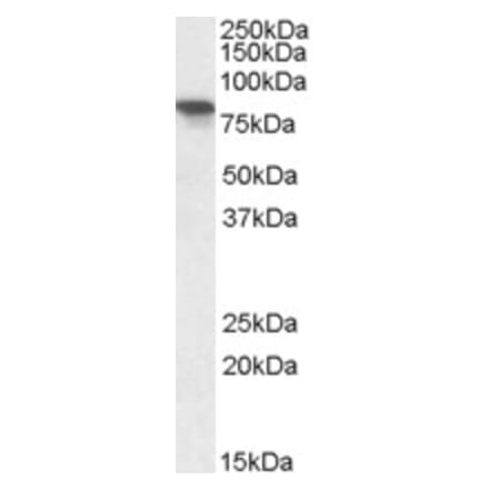 Western Blot - Anti-XPNPEP1 Antibody (A82660) - Antibodies.com