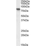 Western Blot - Anti-XPNPEP1 Antibody (A82660) - Antibodies.com