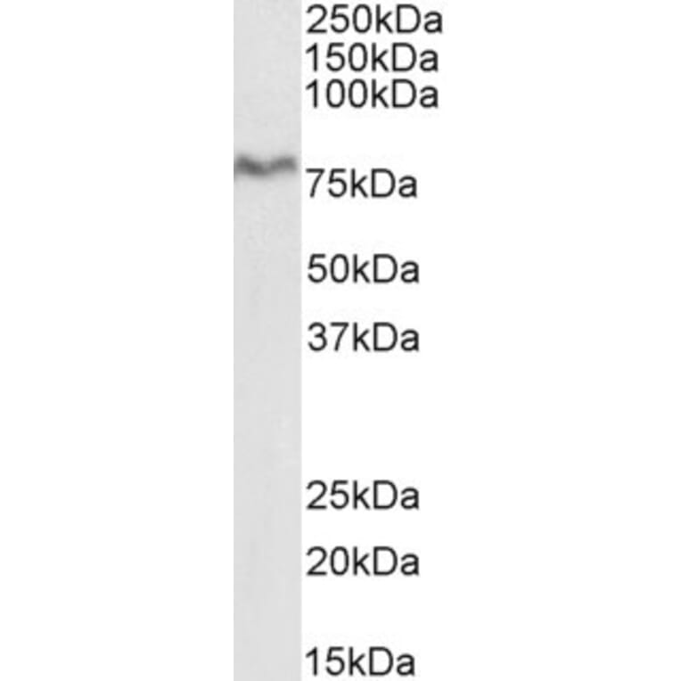 Western Blot - Anti-XPNPEP1 Antibody (A82660) - Antibodies.com