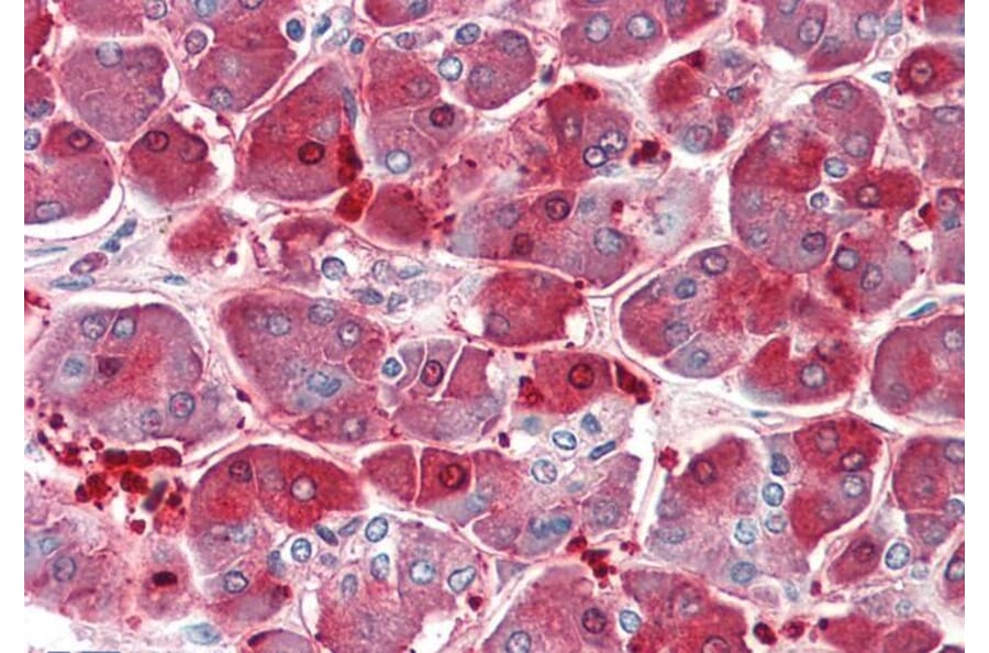 Immunohistochemistry - Anti-XPNPEP1 Antibody (A82660) - Antibodies.com