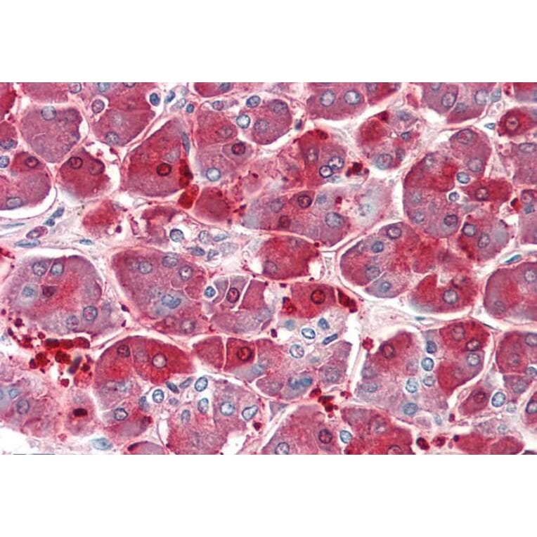 Immunohistochemistry - Anti-XPNPEP1 Antibody (A82660) - Antibodies.com