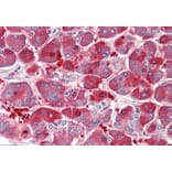 Immunohistochemistry - Anti-XPNPEP1 Antibody (A82660) - Antibodies.com