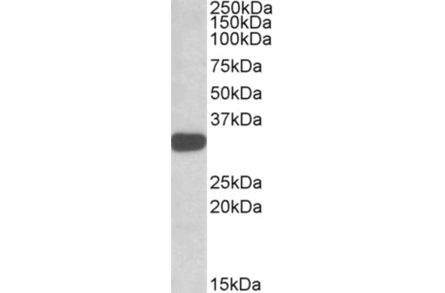 Western Blot - Anti-TIPRL Antibody (A82667) - Antibodies.com