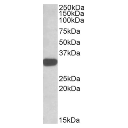 Western Blot - Anti-TIPRL Antibody (A82667) - Antibodies.com