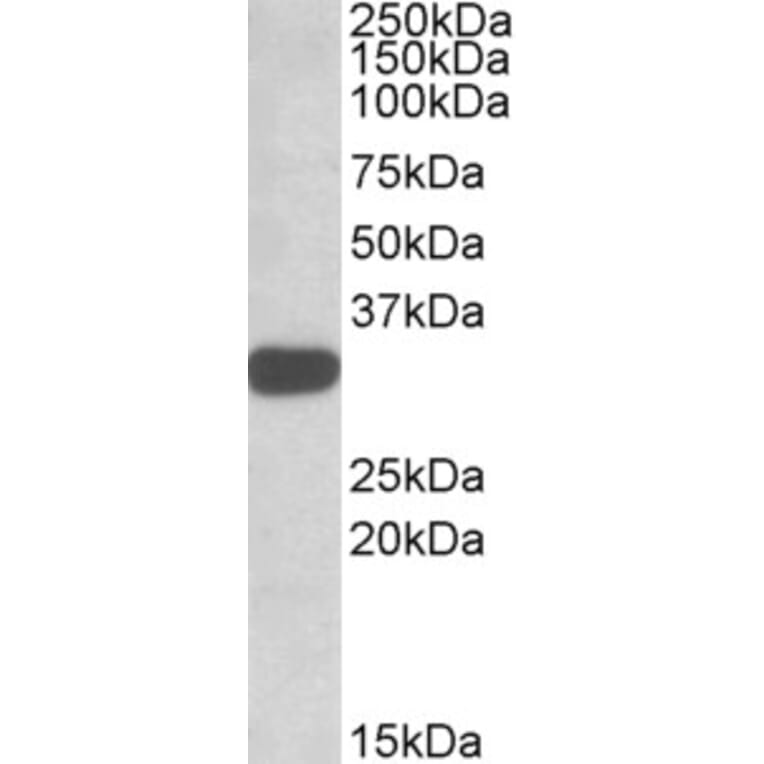 Western Blot - Anti-TIPRL Antibody (A82667) - Antibodies.com