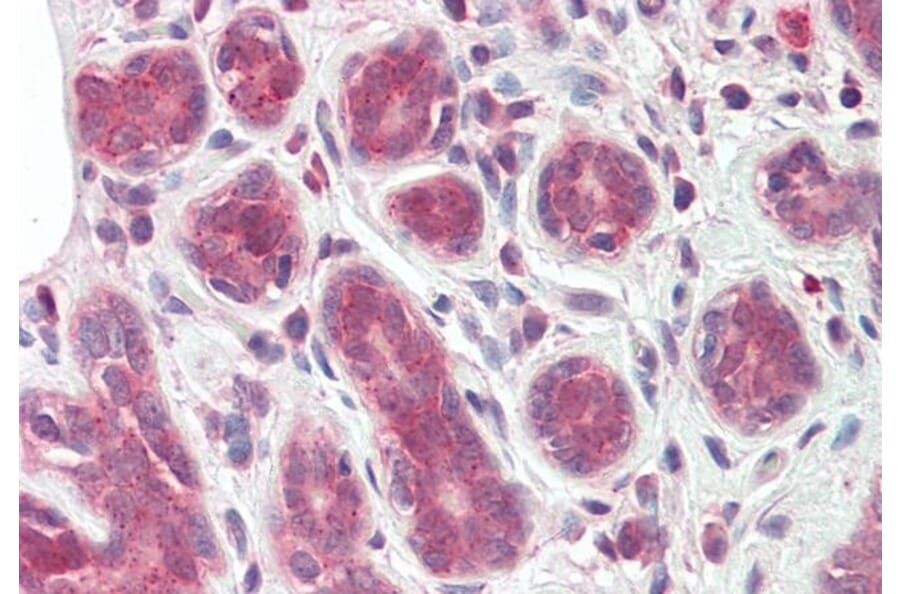 Immunohistochemistry - Anti-TIPRL Antibody (A82667) - Antibodies.com