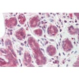 Immunohistochemistry - Anti-TIPRL Antibody (A82667) - Antibodies.com