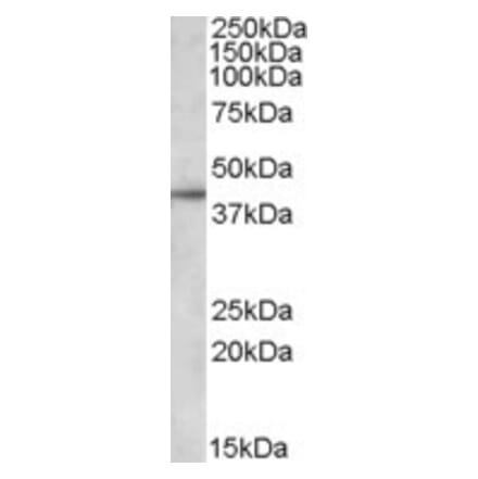Western Blot - Anti-APOL3 Antibody (A82668) - Antibodies.com