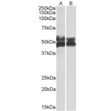 Western Blot - Anti-FCRL1 Antibody (A82669) - Antibodies.com