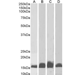 Western Blot - Anti-AIF1 Antibody (A82670)