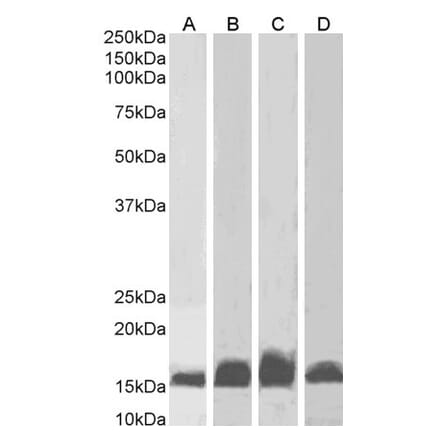 Western Blot - Anti-AIF1 Antibody (A82670)