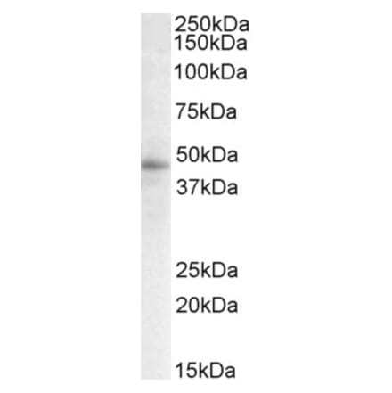 Western Blot - Anti-STAP2 Antibody (A82675) - Antibodies.com