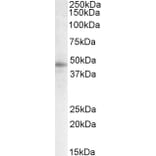 Western Blot - Anti-STAP2 Antibody (A82675) - Antibodies.com