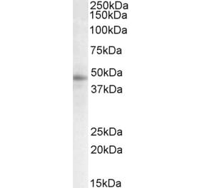 Western Blot - Anti-STAP2 Antibody (A82675) - Antibodies.com