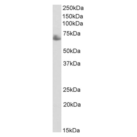 Western Blot - Anti-TRF1 Antibody (A82676) - Antibodies.com