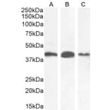 Western Blot - Anti-AMACR Antibody (A82680) - Antibodies.com