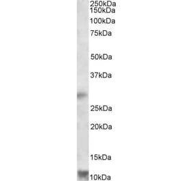 Western Blot - Anti-RNF7 Antibody (A82681) - Antibodies.com