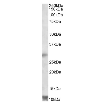 Western Blot - Anti-RNF7 Antibody (A82681) - Antibodies.com