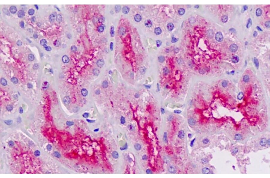 Immunohistochemistry - Anti-RNF7 Antibody (A82681) - Antibodies.com