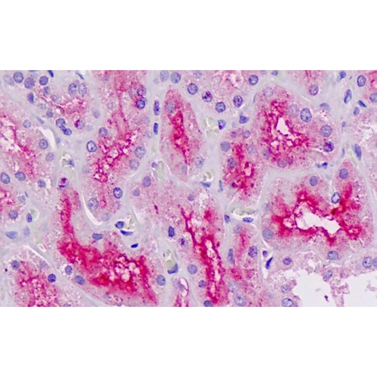 Immunohistochemistry - Anti-RNF7 Antibody (A82681) - Antibodies.com