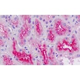 Immunohistochemistry - Anti-RNF7 Antibody (A82681) - Antibodies.com