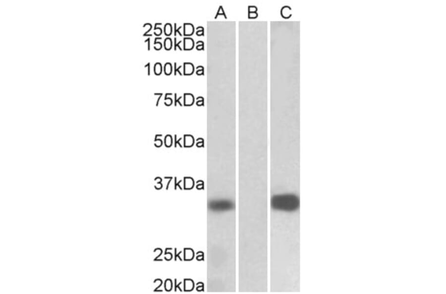Western Blot - Anti-DREAM Antibody (A82682) - Antibodies.com