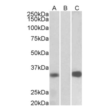 Western Blot - Anti-DREAM Antibody (A82682) - Antibodies.com