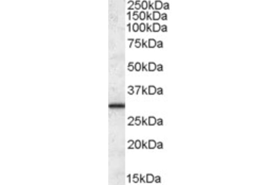 Western Blot - Anti-ERp29 Antibody (A82684) - Antibodies.com
