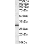 Western Blot - Anti-ERp29 Antibody (A82684) - Antibodies.com