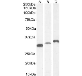 Western Blot - Anti-PSMF1 Antibody (A82685) - Antibodies.com