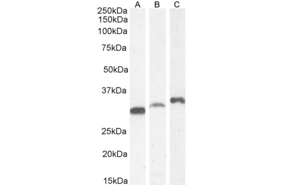 Western Blot - Anti-PSMF1 Antibody (A82685) - Antibodies.com