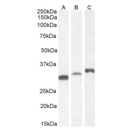 Western Blot - Anti-PSMF1 Antibody (A82685) - Antibodies.com