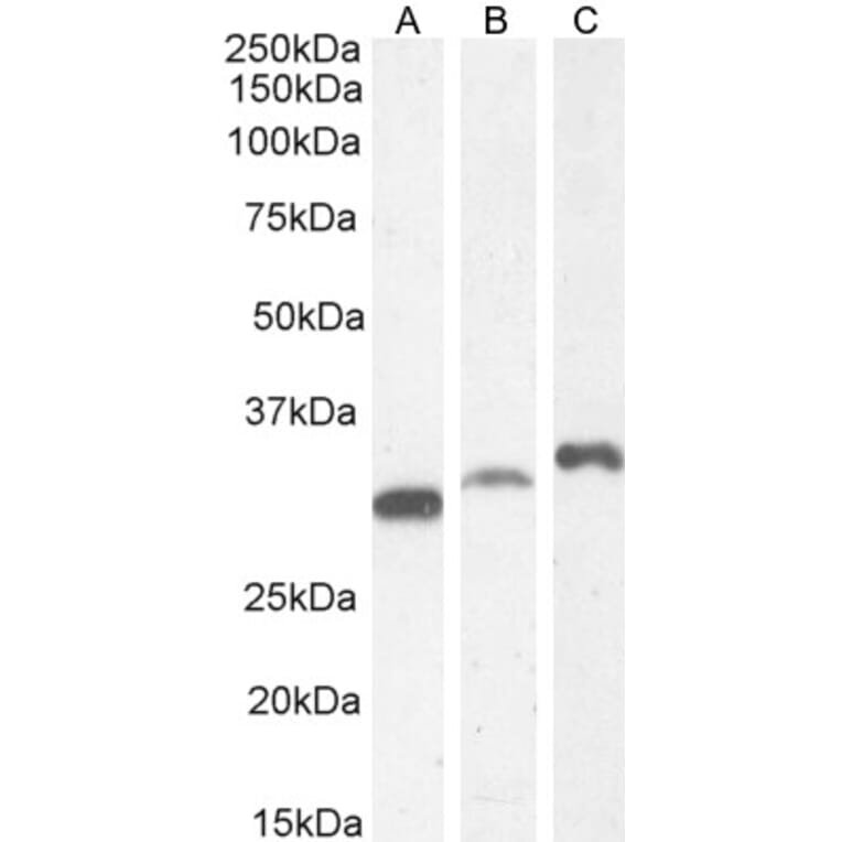 Western Blot - Anti-PSMF1 Antibody (A82685) - Antibodies.com